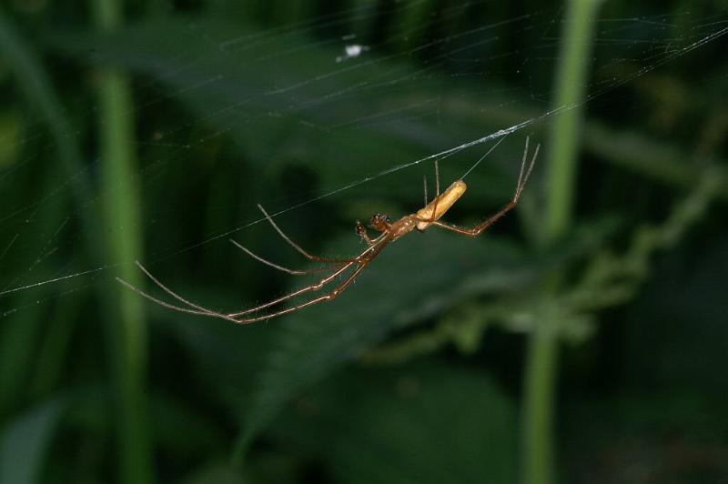 Tetragnatha_montana_D3736_Z_88_Vinkenveense plassen_Nederland.jpg